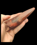 Gem quality Spinosaurus Tooth 13cm