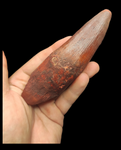 Gem quality Spinosaurus Tooth 13cm