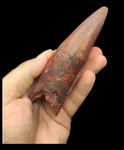 Gem quality Spinosaurus Tooth 13cm