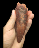 Gem quality Spinosaurus Tooth 13cm