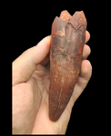 Gem quality Spinosaurus Tooth 13cm