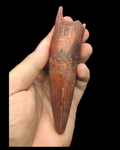 Gem quality Spinosaurus Tooth 13cm