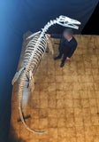 Museum grade 5 Meter Eremiasaurus Mosasaur skeleton